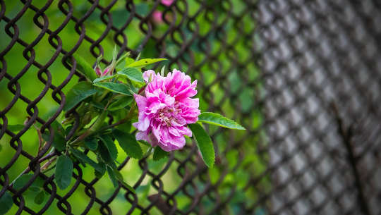 Flower growing through a chain-link fence